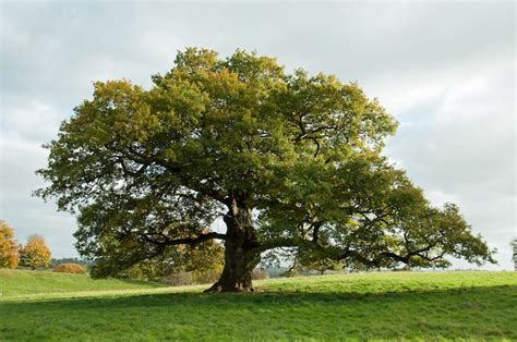 drawing realistic trees step by step - Wilson Humband