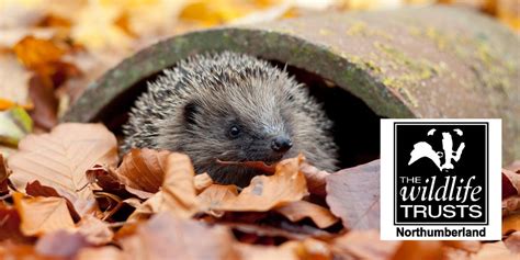 Our Featured Charity Northumberland Wildlife Trust Give As You Live