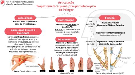 Mapa Mental Articulação Trapeziometacárpica AnatoCast