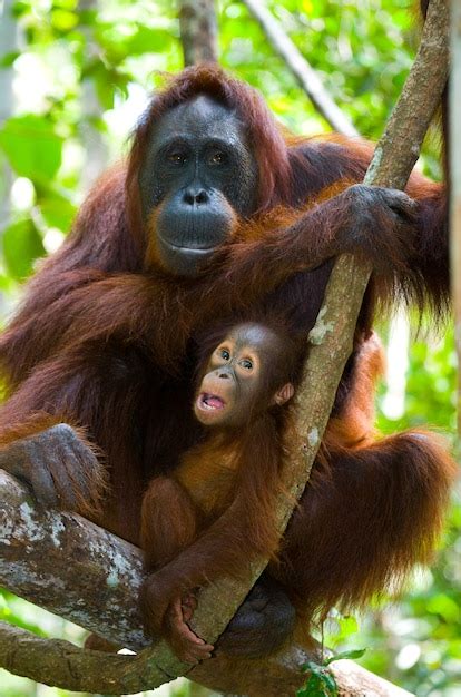 Hembra Del Orangut N Con Un Beb En Un Rbol Indonesia La Isla De