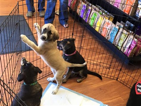 Pet Valu Find Our Business