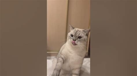 Не договорились с котом🤣😸 #кот #котик #cat #мау #мяу - YouTube