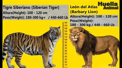 Comparación Entre El Tigre Siberiano Y El Tigre De Bengala