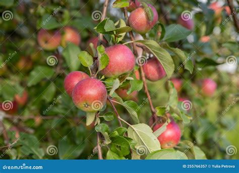 Apple Tree Branch With Red Apples On A Blurred Background During