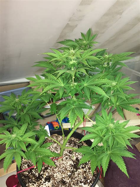 Royal Queen Seeds O G Kush Royal Queen Seeds White Widow Grow Diary