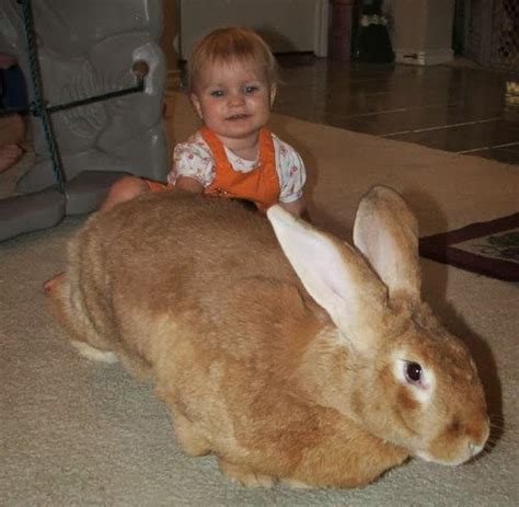 Flemish Giant Rabbit