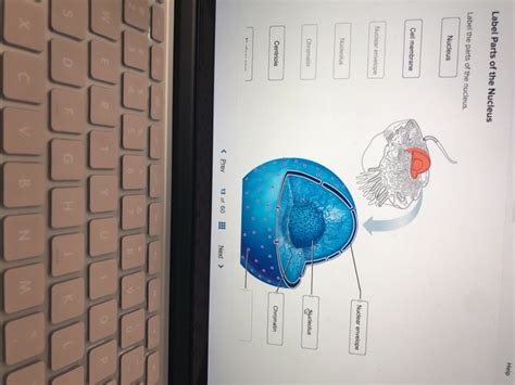 Solved Help Label Parts of the Nucleus Label the parts of | Chegg.com