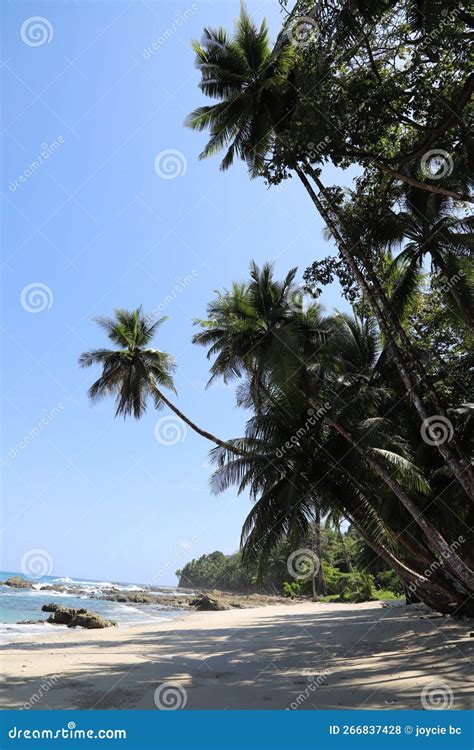 Tropical Beaches in Chiriqui Panama, Palm Tree, White Sandy Beaches and Cristal Clear Blue Water ...