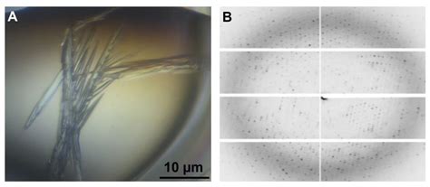 Biophysical Characterization of a Novel Phosphopentomutase from the