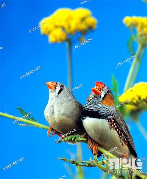 Zebra Finch Taeniopygia Guttata Pair Standing On Branch Male Singing