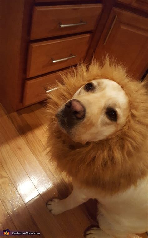 Lion Dog Costume | Coolest Halloween Costumes - Photo 2/2