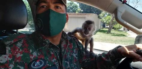 Homem Flagrado Por Manter Macaco Prego Em Cativeiro E Amea Ar