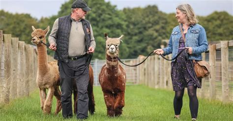 Walking With Alpacas At Acton Hill Farm Stoke On Trent Live