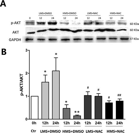 Stretching Magnitudedependent Inactivation Of Akt By Ros Led To