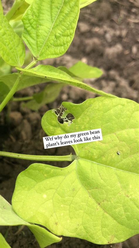 Whats Eating My Veggie Plants Leaves Rgardening