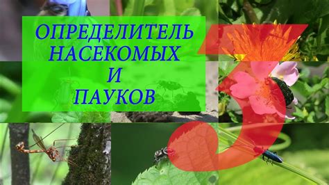 Определитель насекомых и пауков / Миллиметровая Вселенная - YouTube