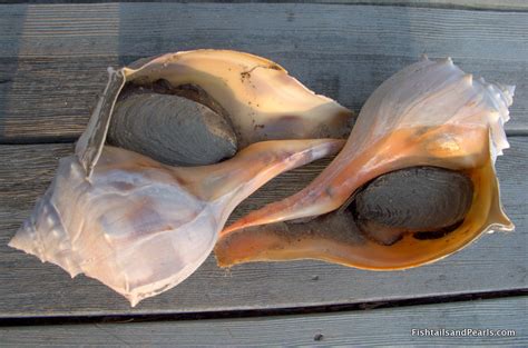 Fishtails And Pearls Baked Stuffed Cape Cod Conch