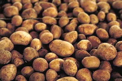 Картофель 'Russet Burbank' — Википедия