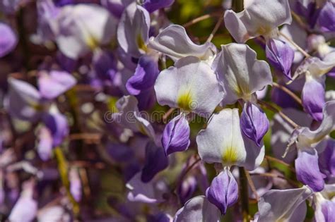 Flowering Wisteria Plant Stock Image Image Of Spring 311848121