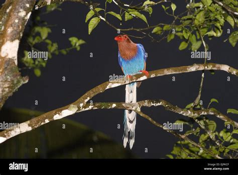 Sri Lanka Blue Magpie Urocissa Ornata Endangered Endemic To Sri