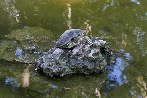 Red Eared Slider Or Red Eared Terrapin In Stone Surrounded By Water