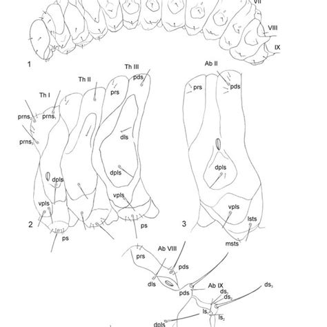 Thryogenes Festucae HERBST Mature Larva 1 Habitus 2 Lateral