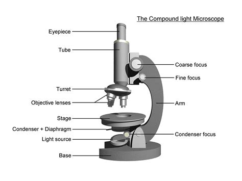 Anatomy Of A Compound Light Microscope