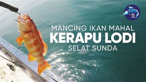 Mancing Ikan Mahal Kerapu Lodi Selat Sunda Spot Rahasia Kapten Topik