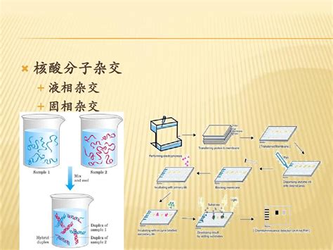 原位杂交northernblottingword文档在线阅读与下载免费文档