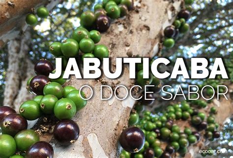 Como Se Escreve Jabuticaba - Jabuticaba: o doce sabor brasileiro - Meio Ambiente - Blog Ecooar