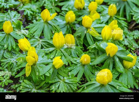Südeuropäischer Winterling (Eranthis hyemalis) Winter Aconite • Baden ...