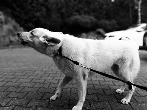 comprendre le langage corporel de votre chien chats  chiens