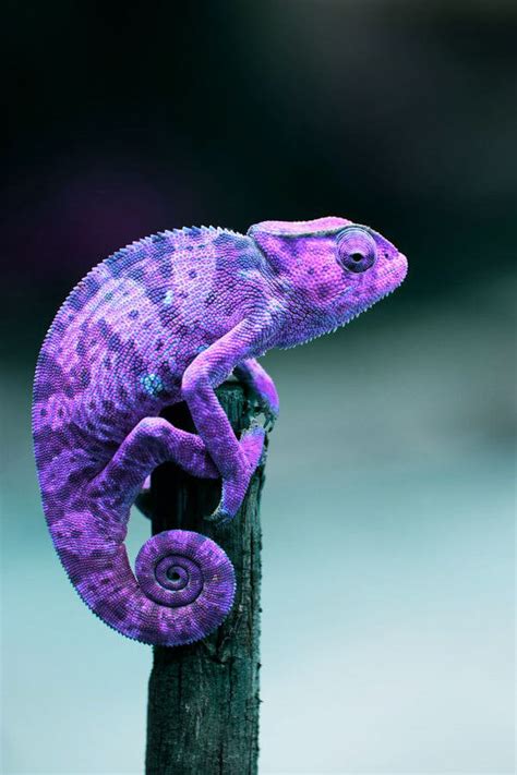 Cute Baby Chameleon