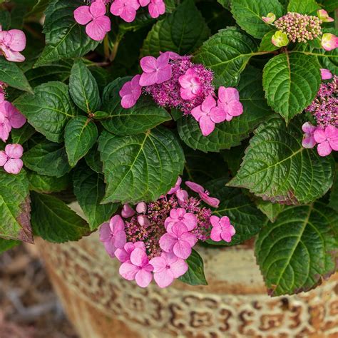 Endless Summer® Pop Star Hydrangeas For Sale