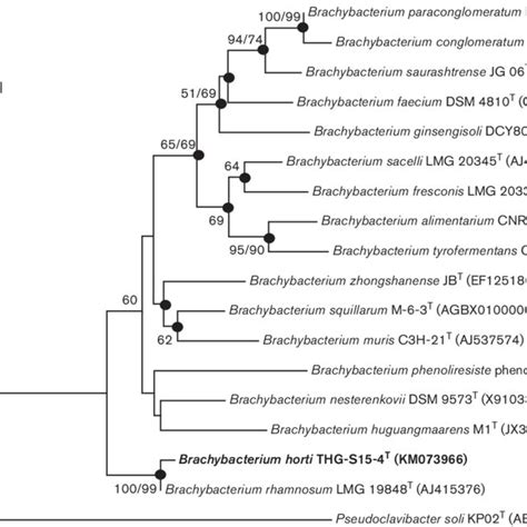 Neighbour Joining Phylogenetic Tree Derived From S Rrna Gene