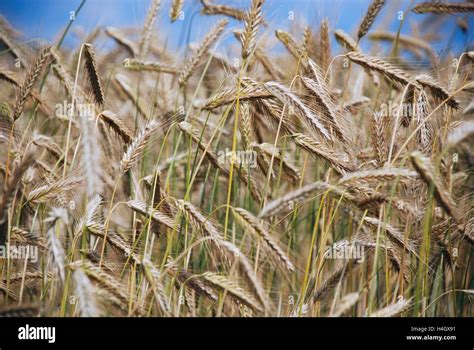 Wheat Husk High Resolution Stock Photography And Images Alamy