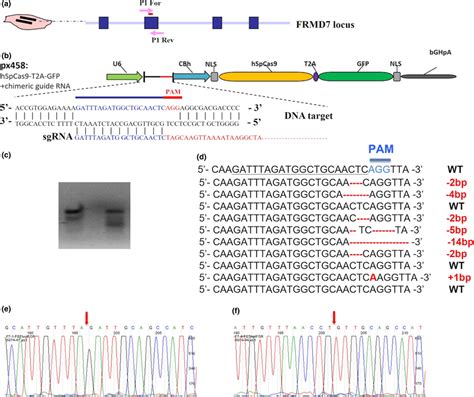 Crisprcas9‐mediated Mutagenesis Of Frmd7 Gene In Human Fibroblast Cell Download Scientific