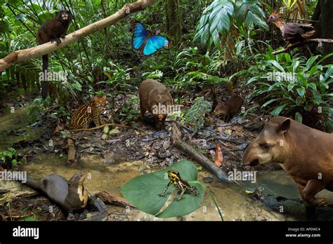 Real Rainforest Animals
