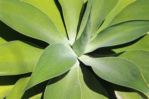 How To Grow and Care for an Agave Plant