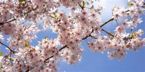 The Best Ornamental Trees For Full Sun