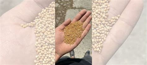 Просо сорго сафлор купить в Ростове-на-Дону | Животные и зоотовары | Авито