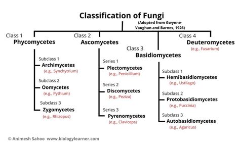 Classification Of Fungi