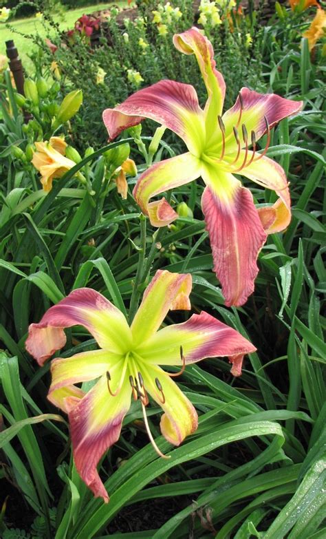 Photo Of The Bloom Of Daylily Hemerocallis Pursuit Of Happiness