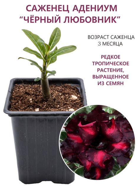 Саженец Адениум тучный (Adenium obesum) Черный Любовник, выращенный из ...
