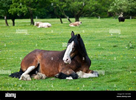 Welsh Horse Lying Down In Meadow In Snowdonia Gwynedd Wales Stock