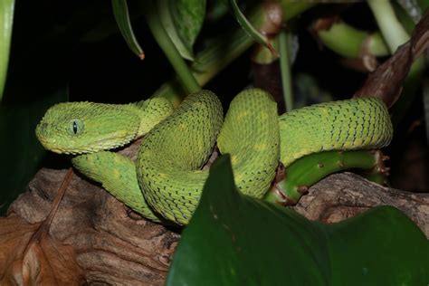 Atheris Chlorechis West African Bush Viper Reptiverse