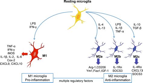 Frontiers Microglia In Neuroinflammation And, 43% OFF