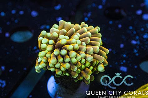 Black Light Torch Wysiwyg Queen City Corals
