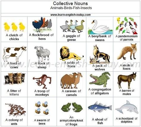Collective Nouns Words Used To Designate Groups Of Animals Birds Fish