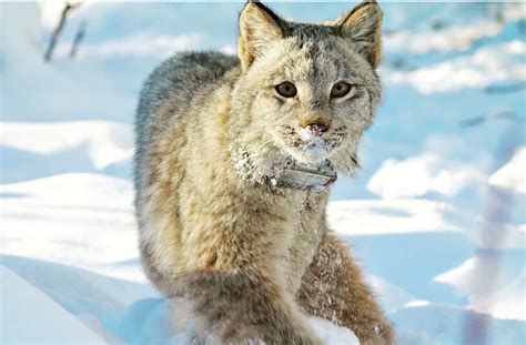 USFWS On Lynx Behavior In Alaska/Canada